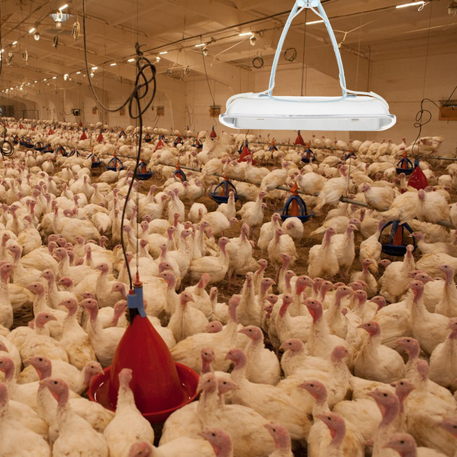 Lampe chauffante E27 pour élev - Farming & Agriculture Word Stacks avis et prix